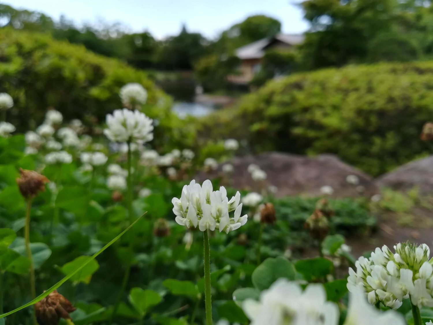 源心庵 シロツメクサ