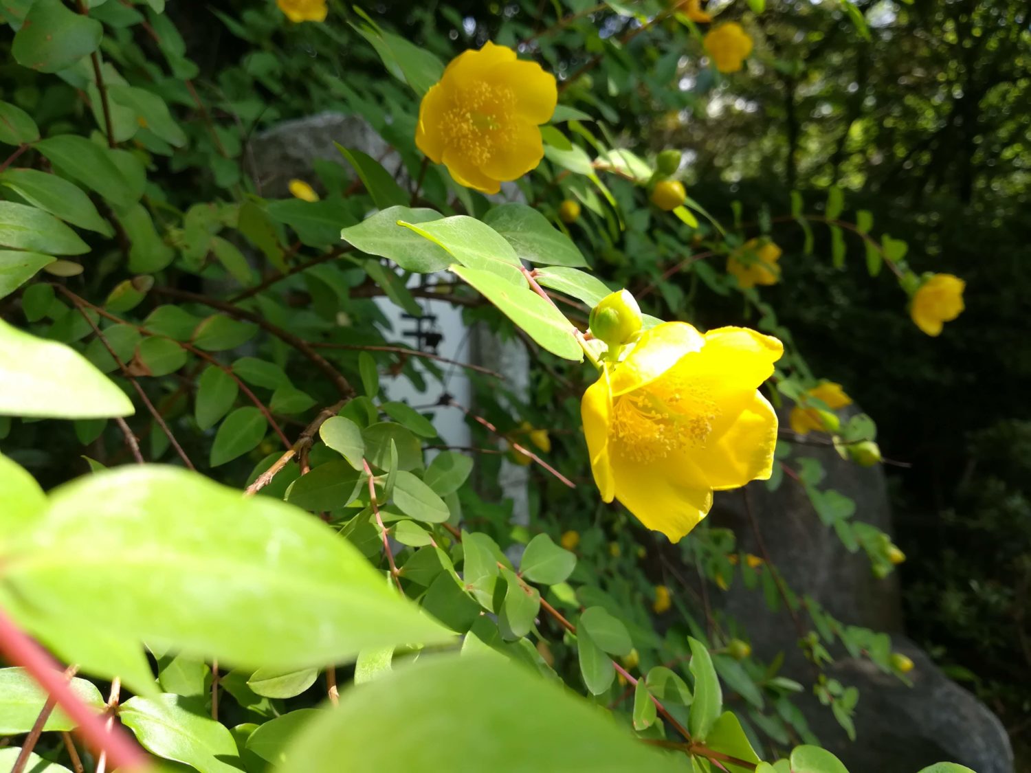 金糸梅