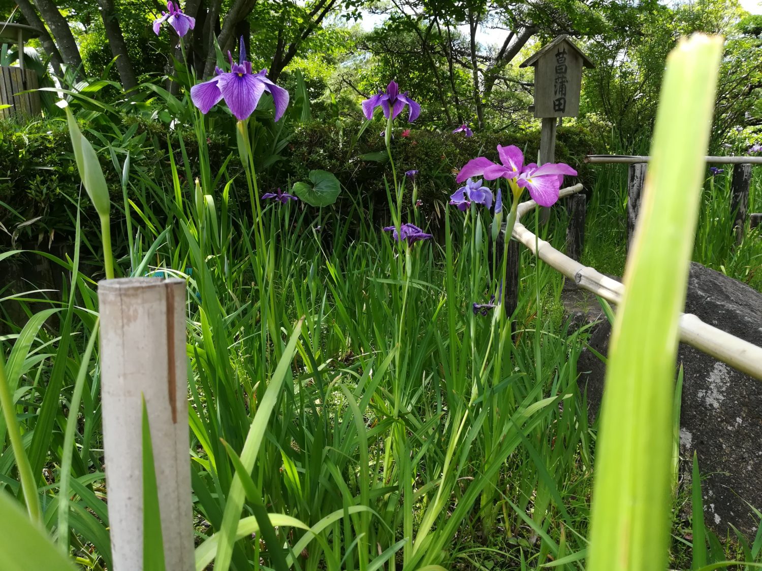 菖蒲