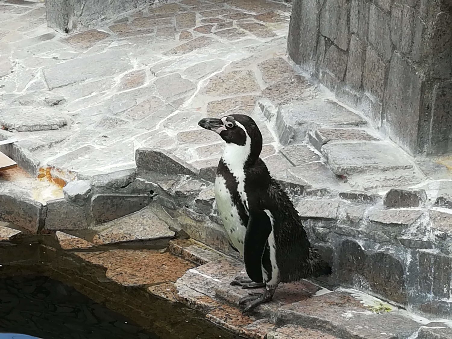 ペンギン