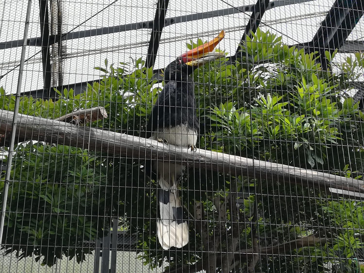 サイチョウ