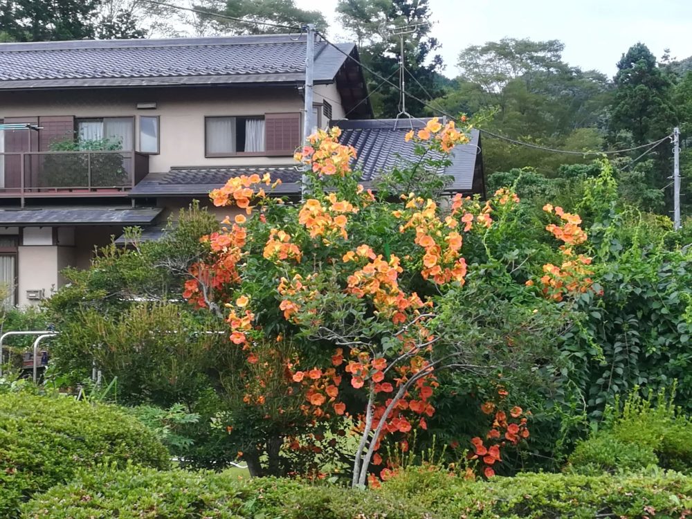 ノウゼンカズラ