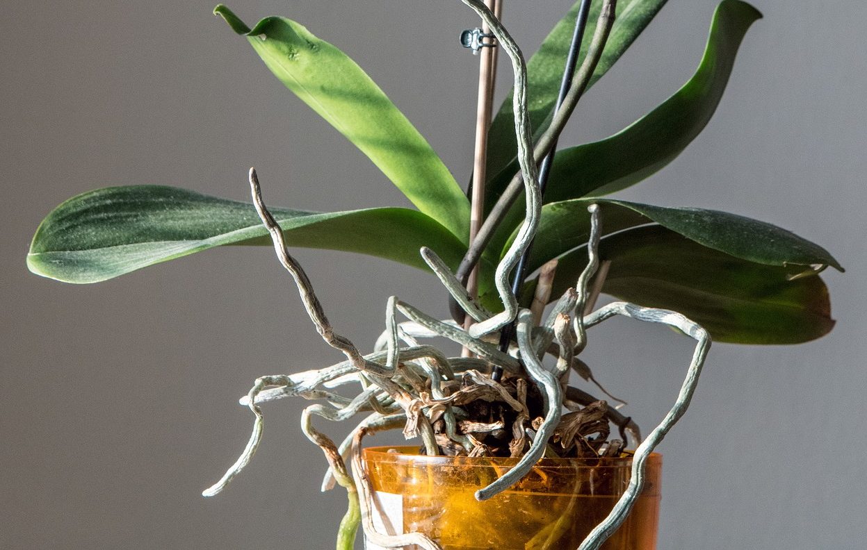 胡蝶蘭の根っこは空気中に伸びる 気根を持つ 着生植物 胡蝶蘭 ビジネス フラワー