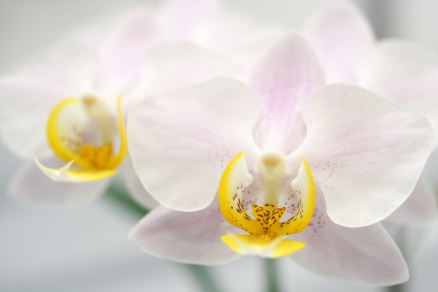 胡蝶蘭の花言葉と名前の由来を詳しく解説 お祝いに送る前に要チェック ビジネス フラワー